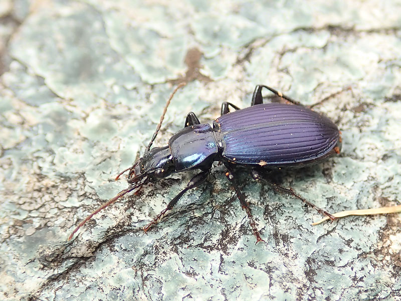 Carabidae dell''Alpe Devero: Laemostenus janthinus coeruleus